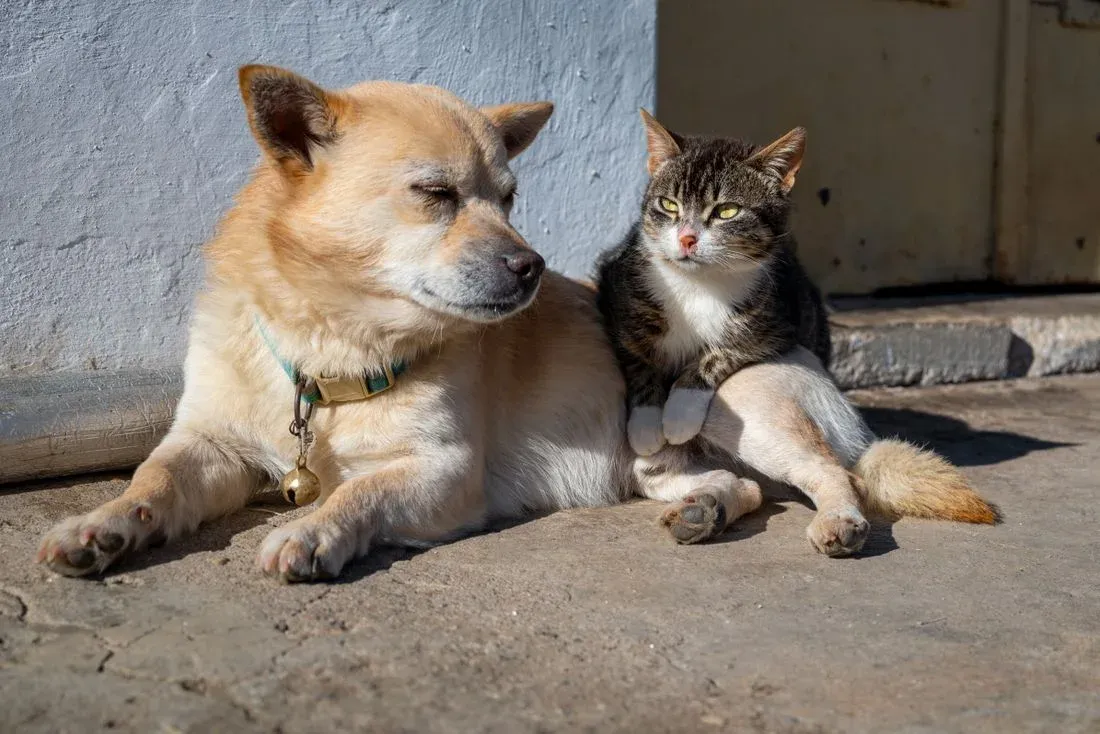 Cão e gato deitados lado a lado na calçada