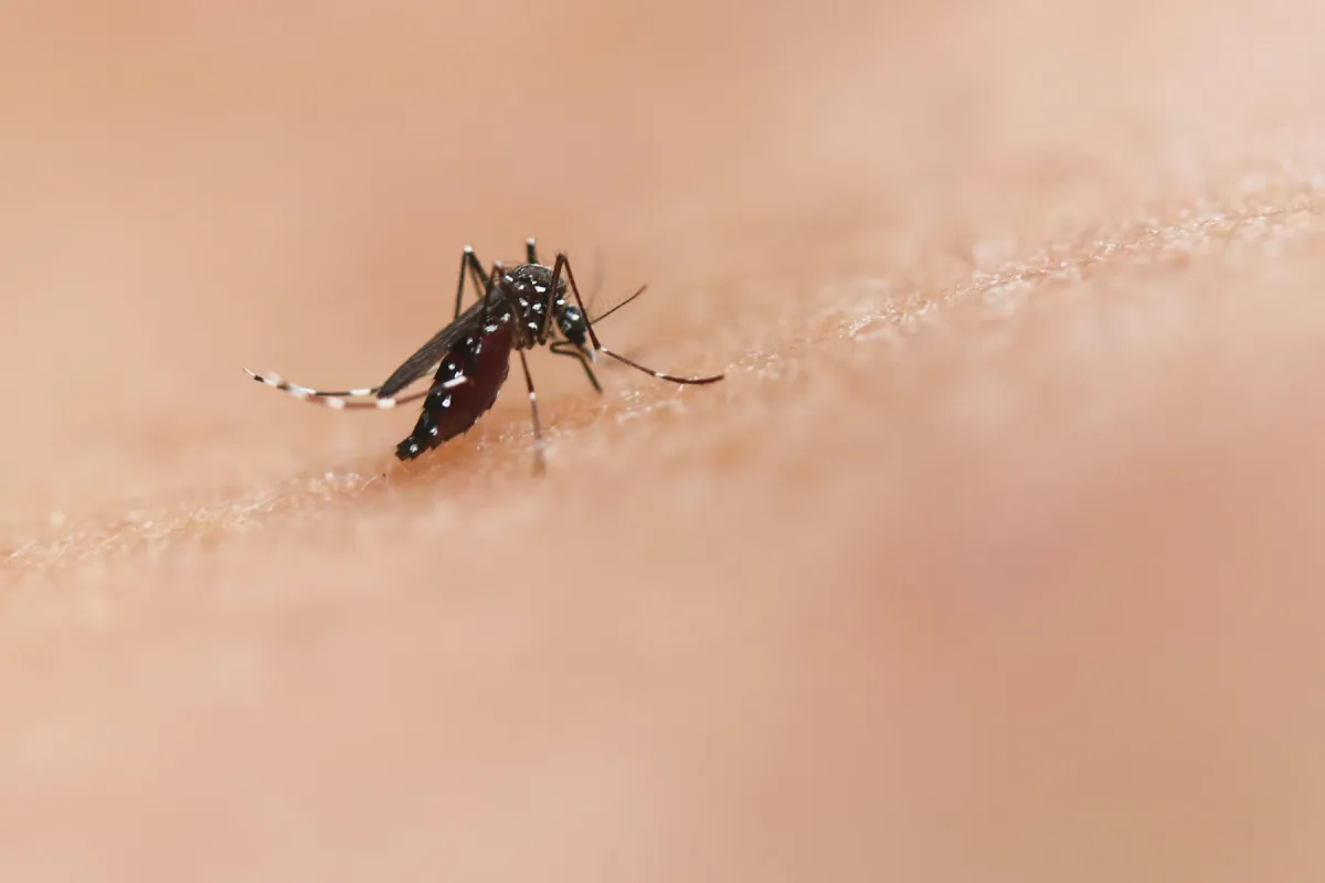 Mosquito Aedes aegypti pousado sobre a pele humana