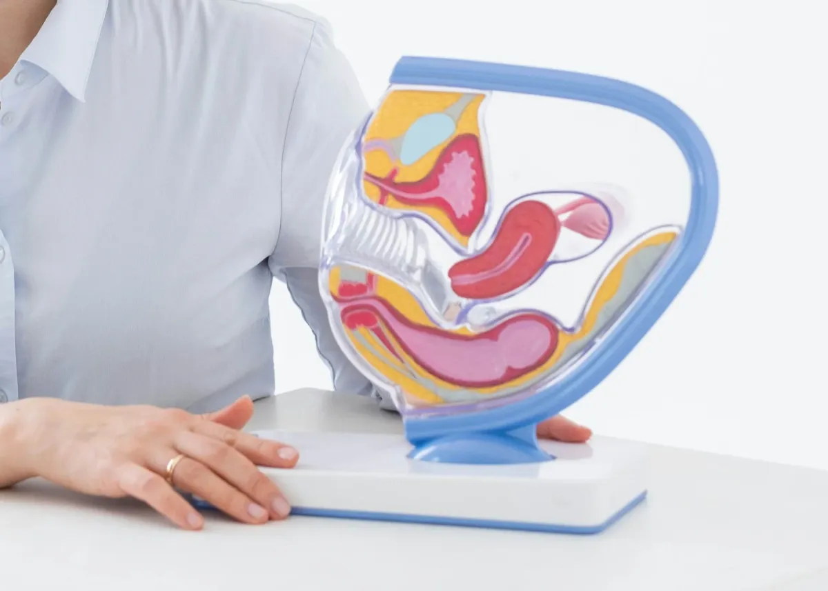 Modelo anatômico do aparelho reprodutor feminino sobre a mesa