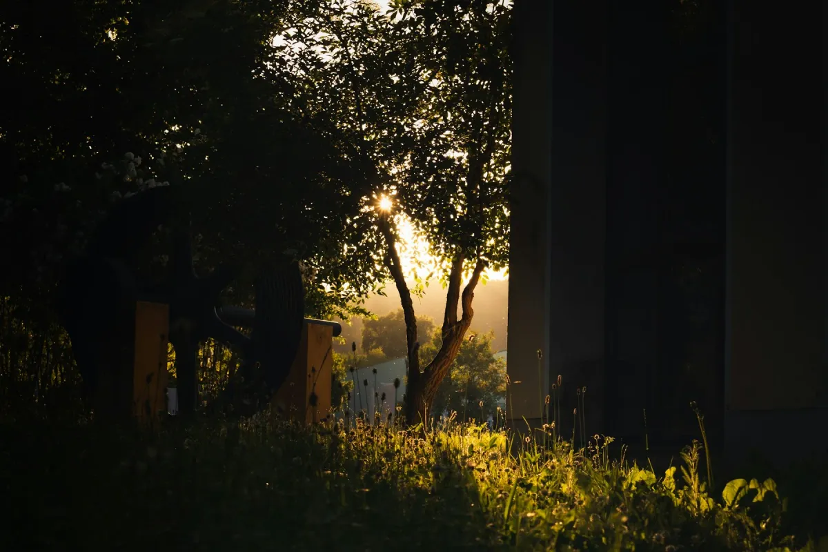 Luz do sol ao entardecer atravessando árvores e iluminando a grama