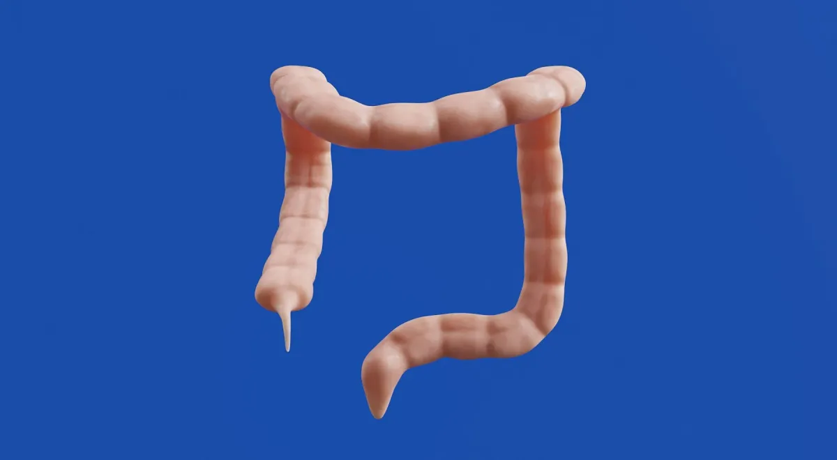 Modelo 3D do cólon sobre fundo azul