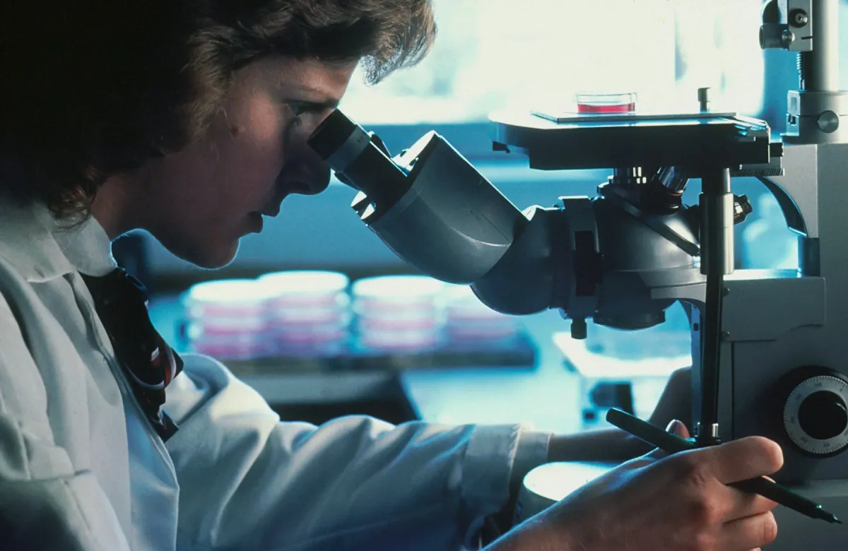 Profissional de laboratório de jaleco observa amostras ao microscópio ao lado de placas de cultura