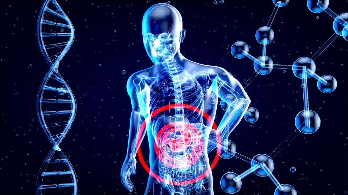 Ilustração 3D de corpo humano translúcido com o abdome destacado em vermelho