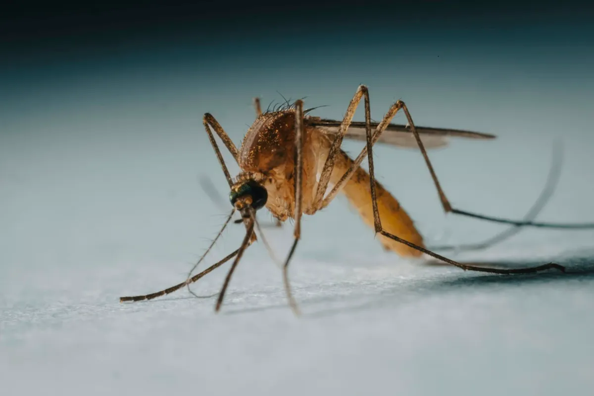 Close de um mosquito marrom pousado sobre uma superfície clara